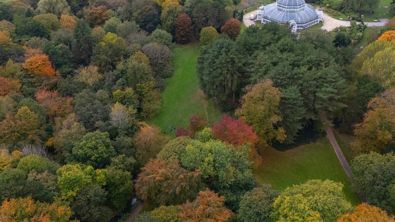 Trees in Sefton Park wearing their fall colors.