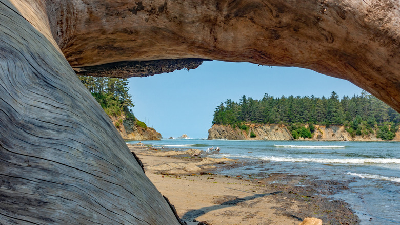 A view of the Oregon Coast's Sunset Bay Beach through some driftwood