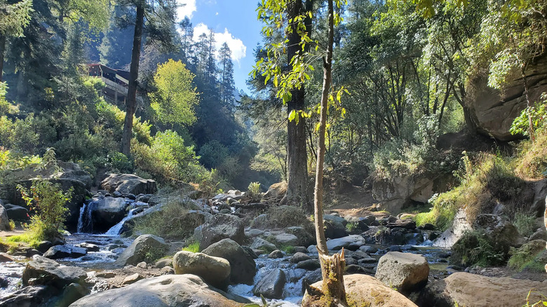 Forested river along Los Dinamos trail