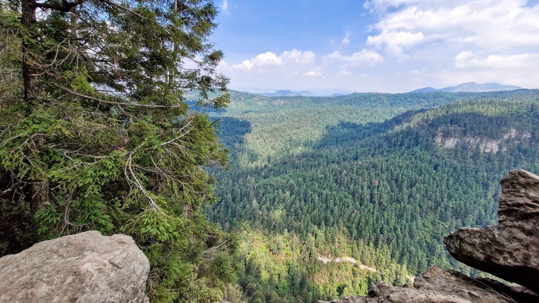 Views of forest from Los Dínamos just outside of Mexico City