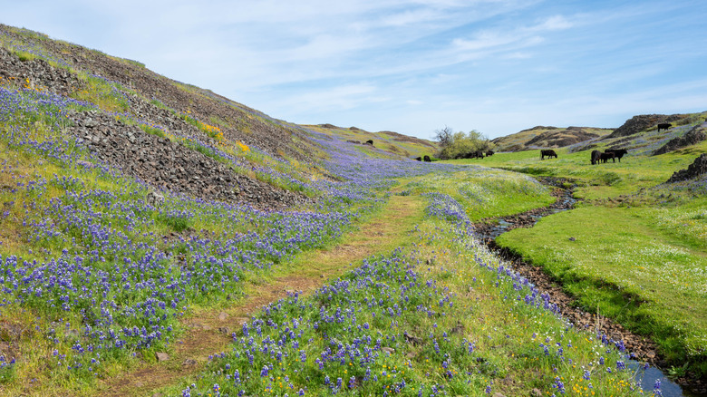 Vibrant spring wildflowers growing in grassy fields with cows near Table Mountain in California.