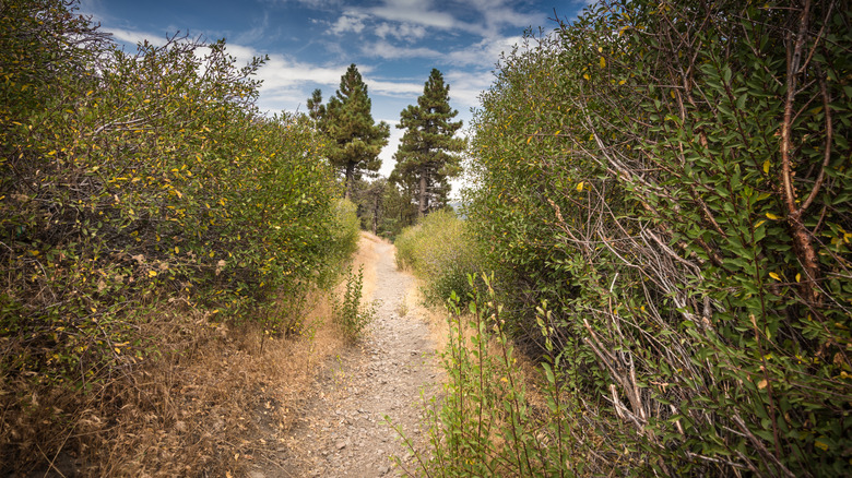 A hiking trail near Wrightwood, California