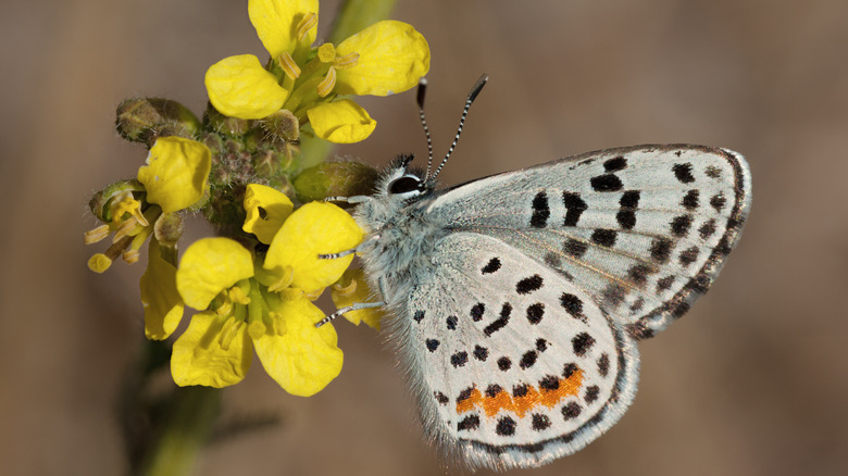 An El Segundo Blue Butterfly perched on a plant
