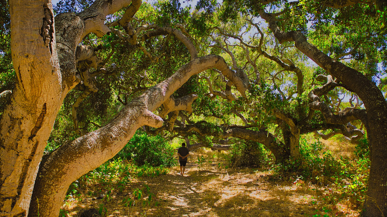 A man hiking among trees in Los Osos Oaks State Natural Reserve, near the Californian coast
