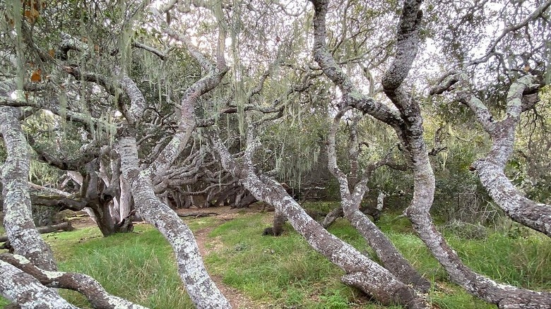 Moss hangs from coastal oaks in Los Osos Oaks State Natural Reserve, near the Californian coast
