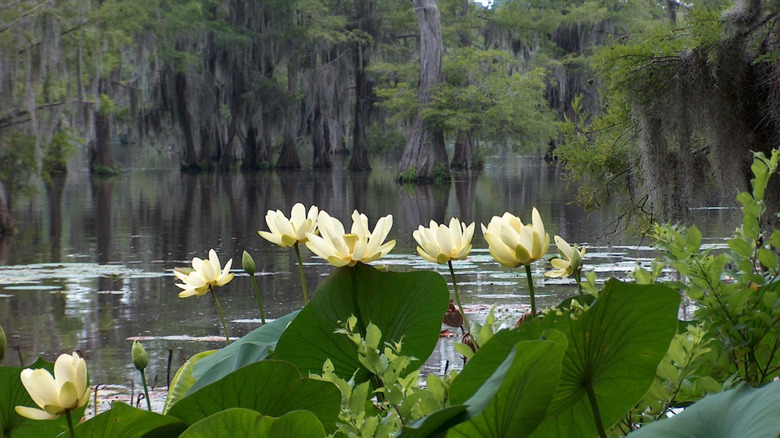 Yellow flowers alongside Lake Bistineau with cypress trees and Spanish moss in the background.