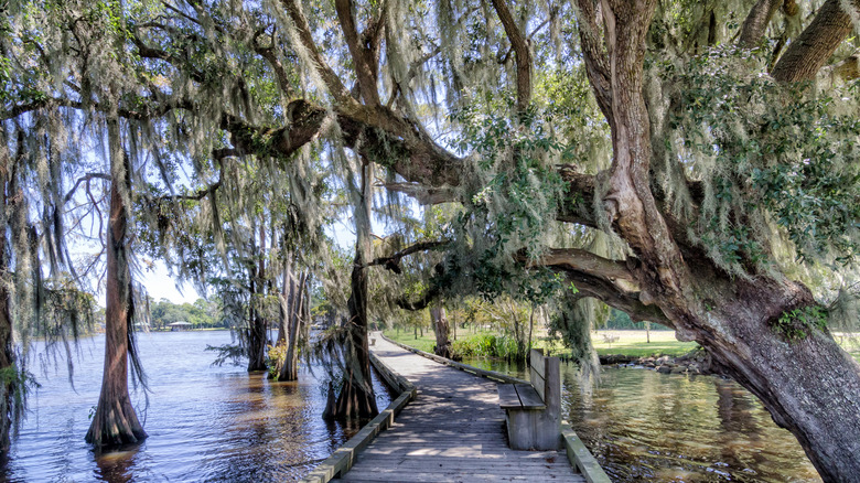 a scenic view of fairview-riverside state park with cypress trees