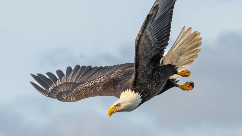 bald eagle soaring among the clouds