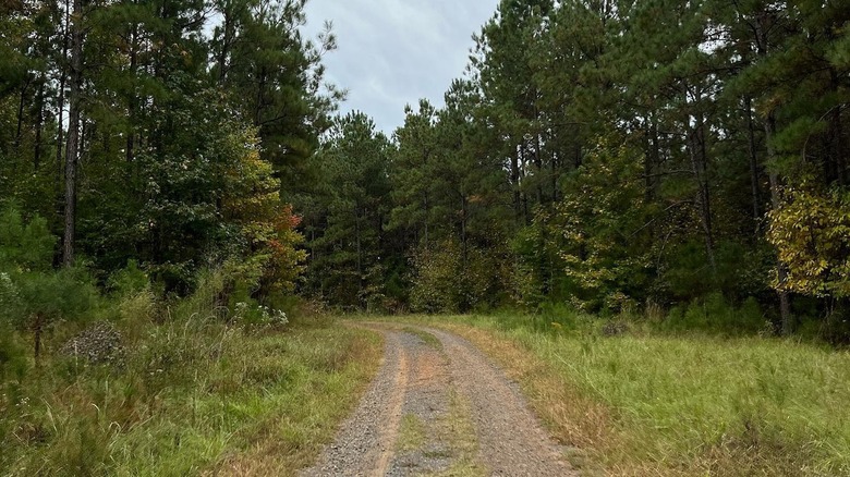 Driskill Mountain trail through green woods
