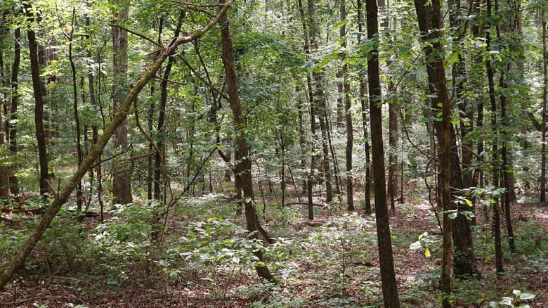 Forest at Driskill Mountain in Louisiana