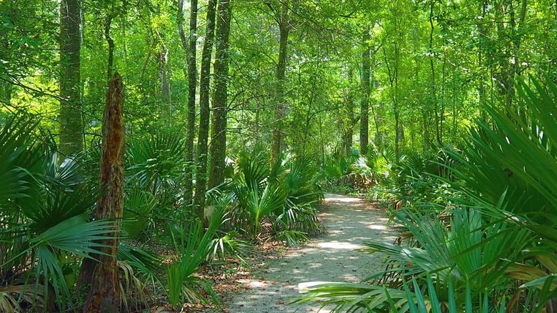 Palmettos frame jungle at Palmetto Island State Park