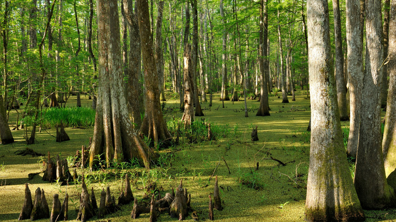 Cypress emerge from swamp at Palmetto Island