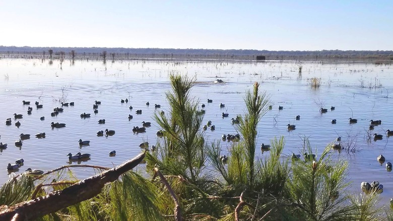 Ducks in Catahoula Lake, Louisiana