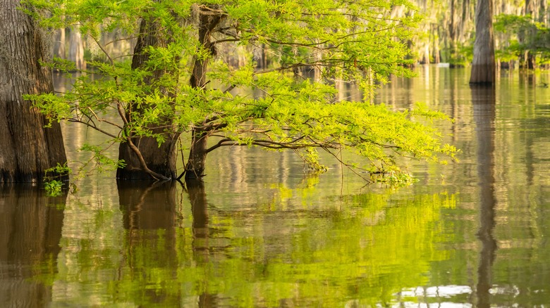 A swamp with trees with bright green leaves coming out of the water