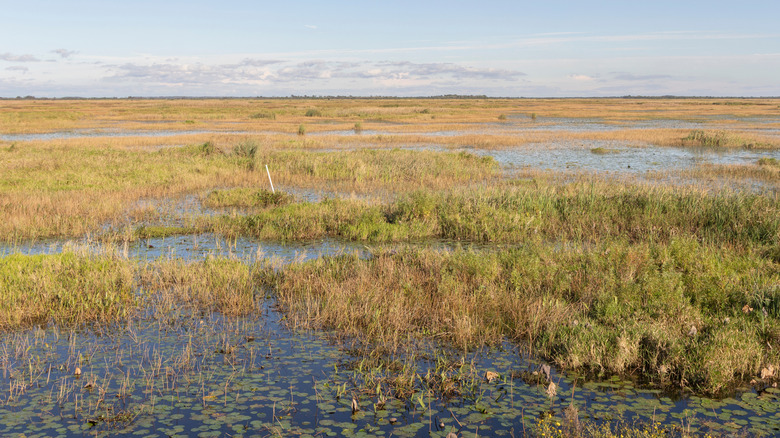 Lacassine National Wildlife Refuge; lily pads and aquatic plants in marsh