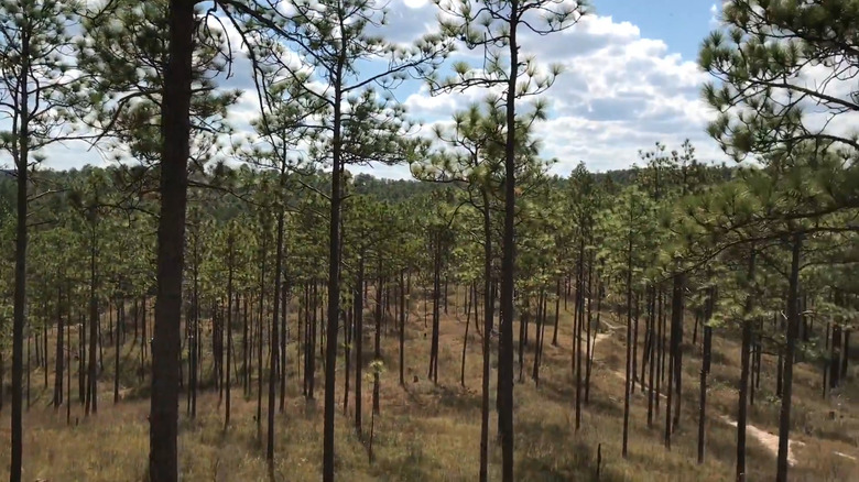 Trees along Longleaf Vista Nature Trail