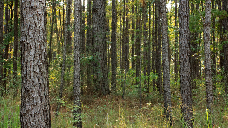 Sunlight streaming through the trees at Kisatchie National Forest