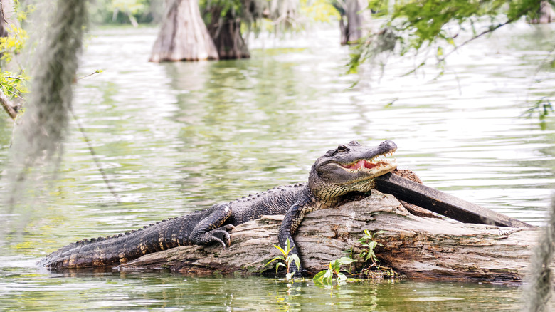 An American alligator basks on a log in the middle of a swampy lake