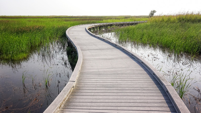 A boardwalk trail at Sabine National Wildlife Refuge