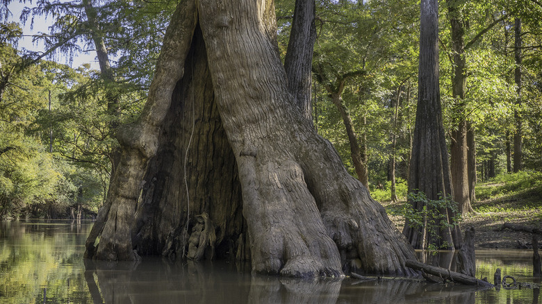 The giant "Castle Tree" cypress in the waters of Chemin-A-Haut State Park, Louisiana