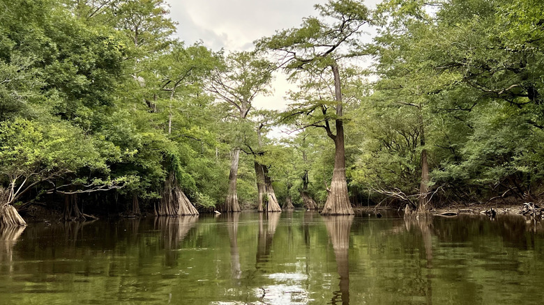 Cypress trees in the Bayou Bartholomew at Chemin-A-Haut State Park, Louisiana