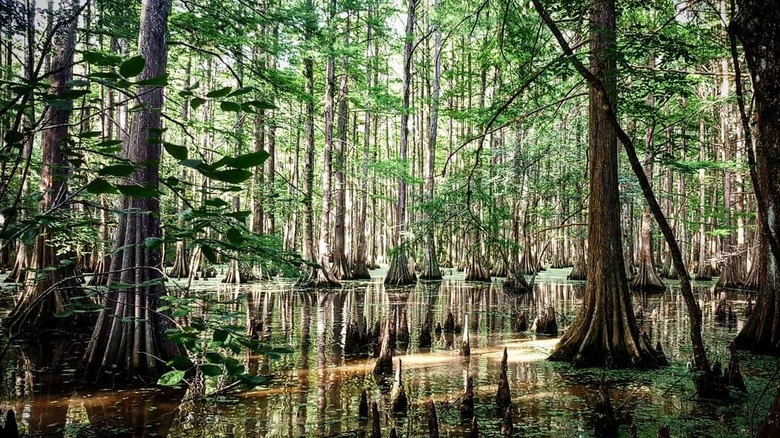 Cypress trees in Chicot State Park