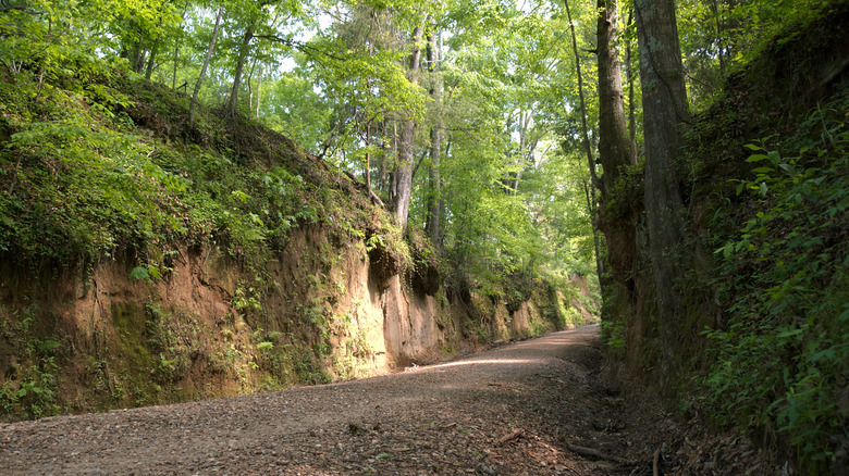 🔍A dirt road at Tunica Hills Wildlife Management Area