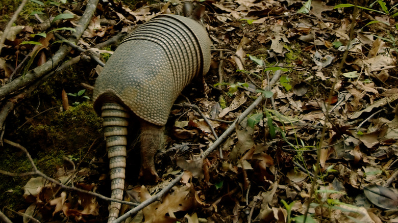 An armadillo at Tunica Hills Wildlife Management Area