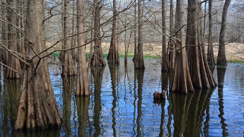 Cypress swamp in Bogue Chitto