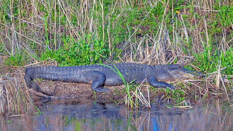 An American alligator lays on a bank in the sun