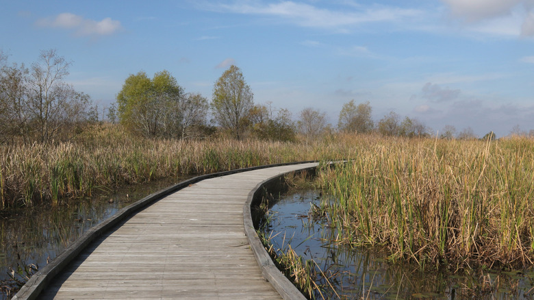 A wooden boardwalk snakes over a flooded wetland area in Cameron Prairie National Wildlife Refuge