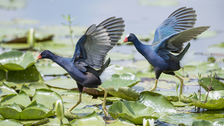 A pair of Purple Gallinules birds hop along lily pads with their wings extended, at Cameron Prairie National Wildlife Refuge