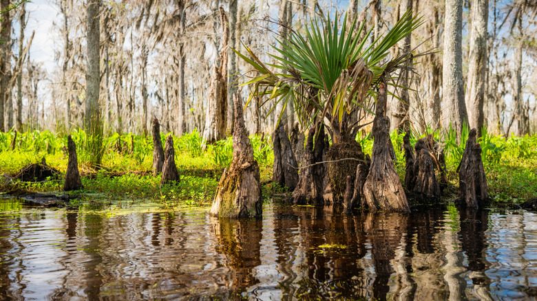 Trees growing in the water with green fronds in the Manchac Swamp in Louisiana