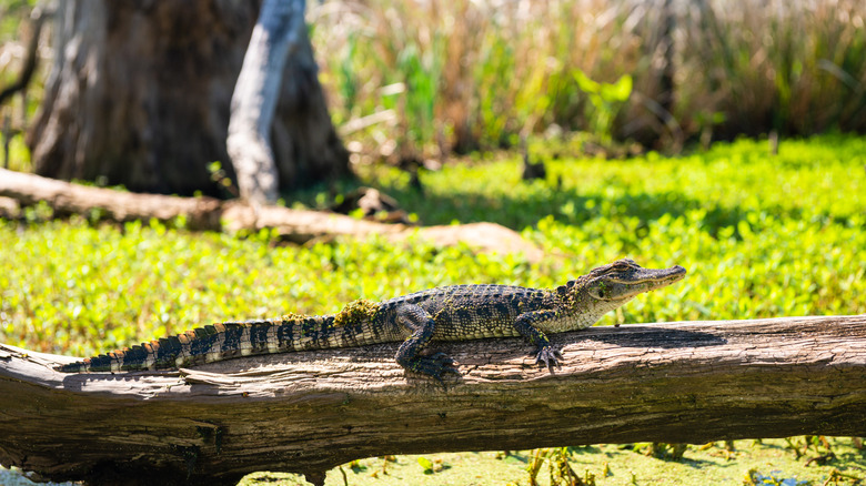 Small alligator perched on a log in the Manchac Wetlands