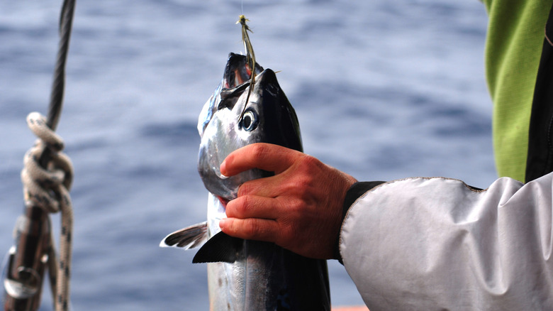 Tuna on a hook held by a man on a boat