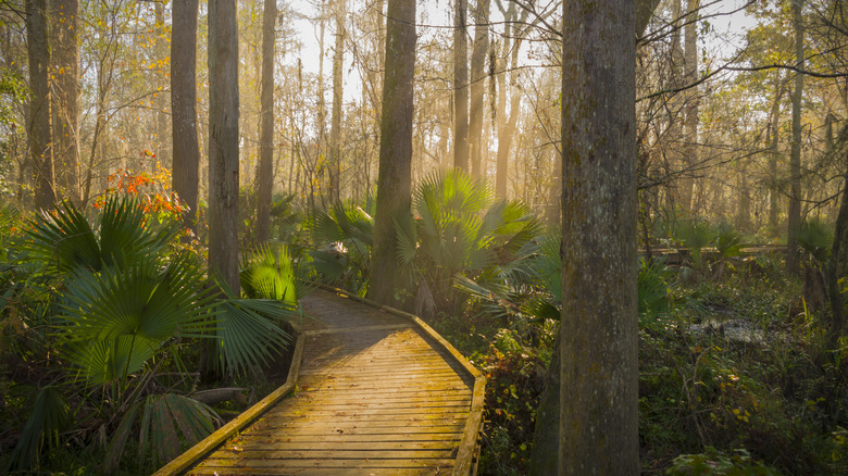 Boardwalk running through Louisiana's swamps with forested views
