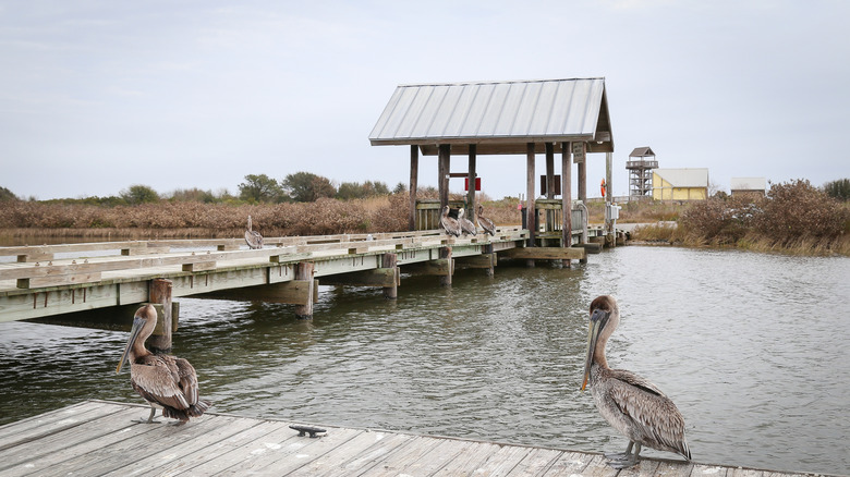 Crabbing pier with two pelicans perched at Grand Isle State Park