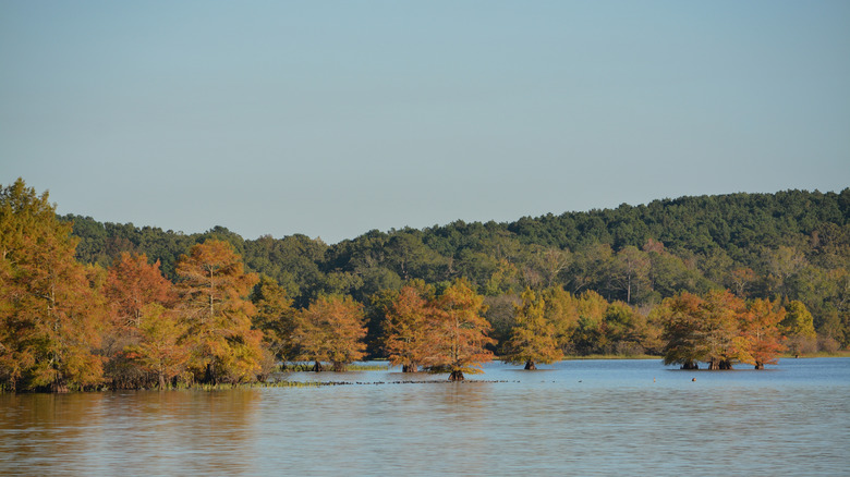 Cypress trees in Lake D'Arbonne