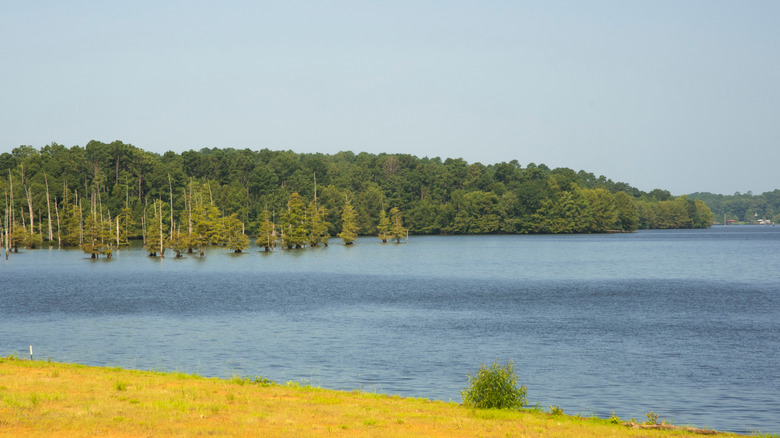 View of flooded cypress trees in Lake D'Arbonne.