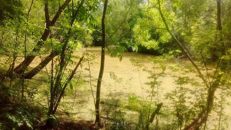 Swampy scenery at St. Bernard State Park