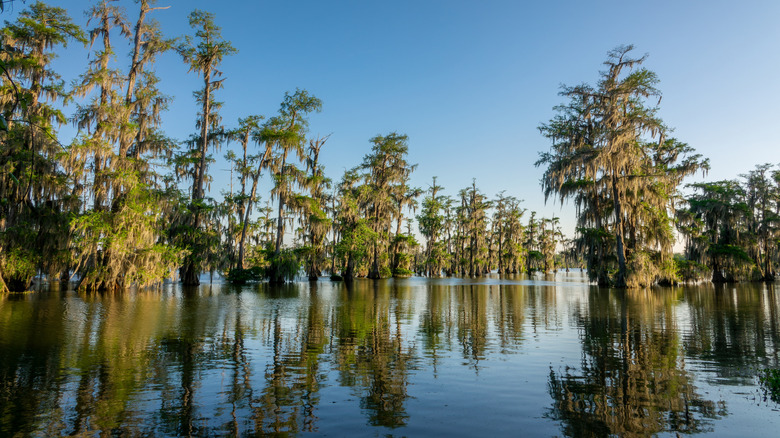Swamps of the Cypress Island Preserve with scattered trees