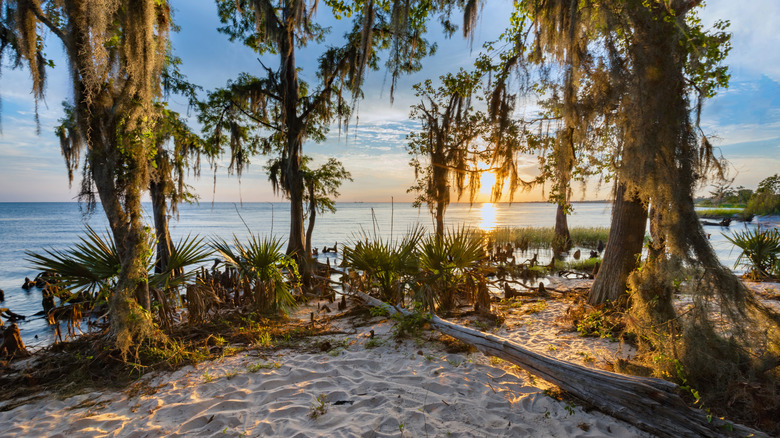 Moss-covered trees overlooking a beach at Fontainebleau State Park