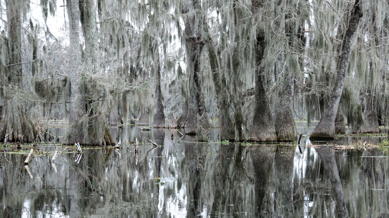 Cypress trees at Lake Martin near Saint Martinville, Louisiana