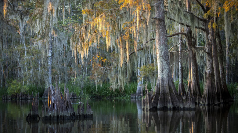 Swampland around the Atchafalaya Basin in Louisiana