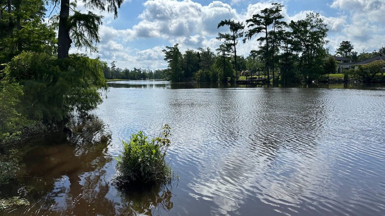 Sam Houston Jones State Park in Louisiana