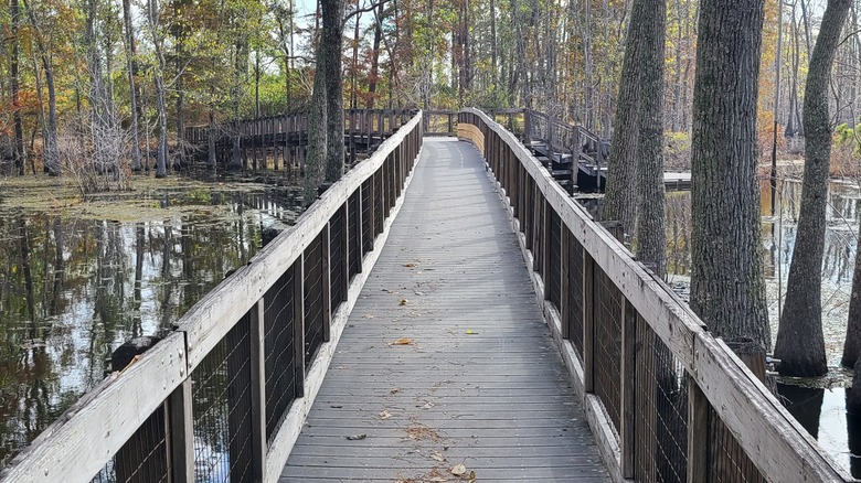 Sam Houston Jones State Park in Louisiana