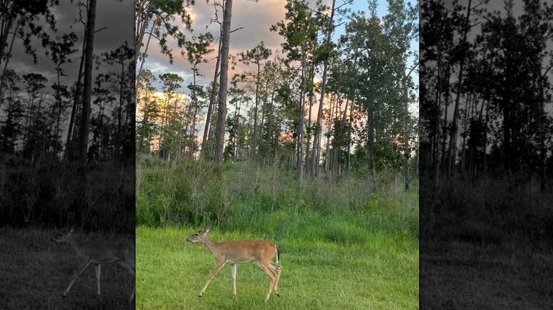 Deer in Sam Houston Jones State Park