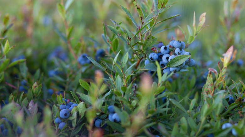 A closeup of wild blueberry bushes in Maine