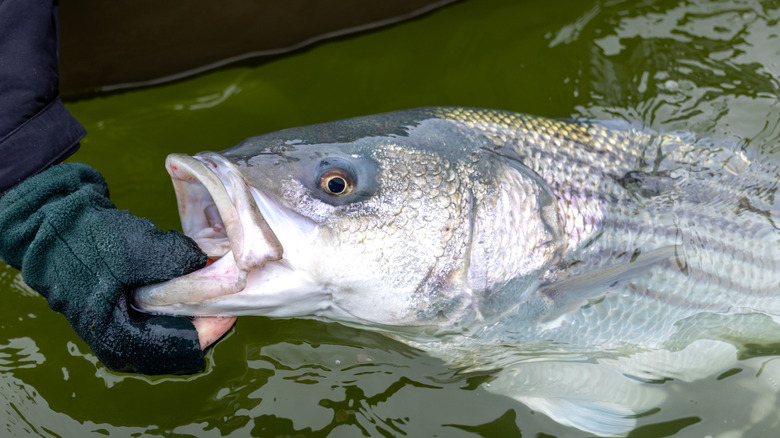 A hand holds a striped bass by the mouth, about to release it back into the water