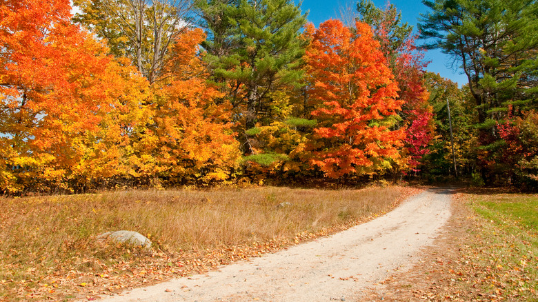 Small dirt pathway in Harrison, Maine during the fall and surrounded by trees.